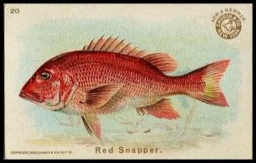20 Red Snapper